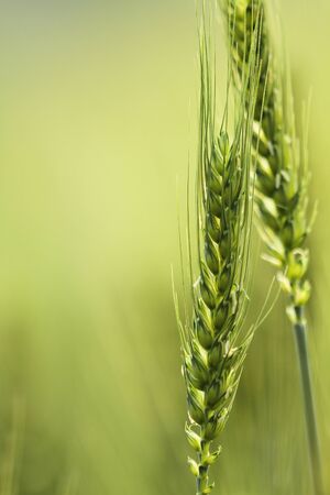 Wheatの写真素材