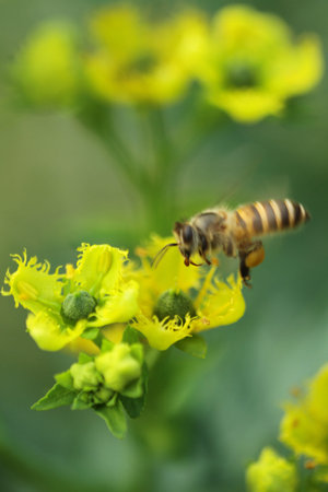 bee and flower