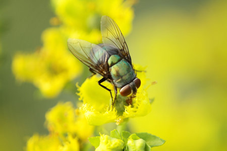 fly and bee