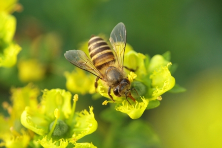 bee and flowerの写真素材