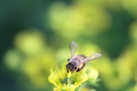 bee and flowerの写真素材