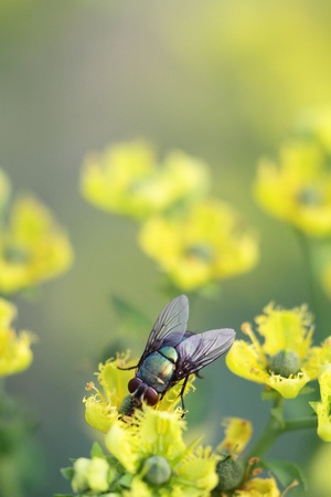 fly and beeの写真素材