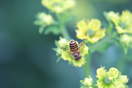 bee and flower