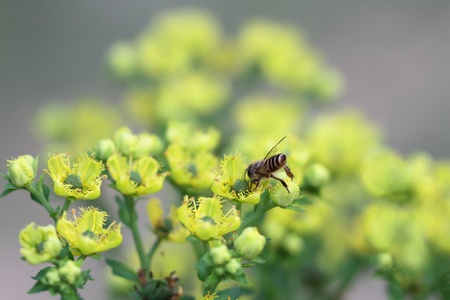 bee and flowerの写真素材