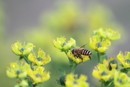 bee and flowerの写真素材