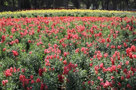 flower bedの写真素材