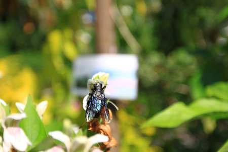 Insect