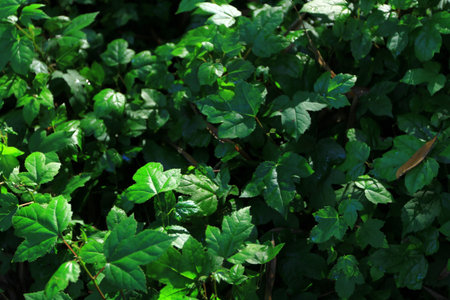 leaf background