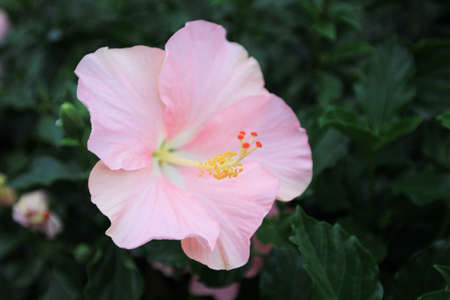 pink flowerの写真素材