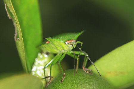 Insect