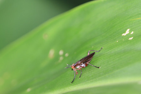 Insect