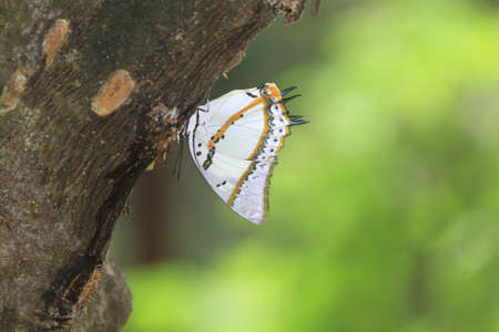 Butterflyの写真素材