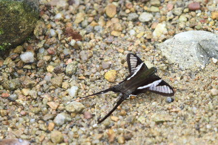 Swallowtail Butterflyの写真素材