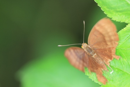 Mothの写真素材