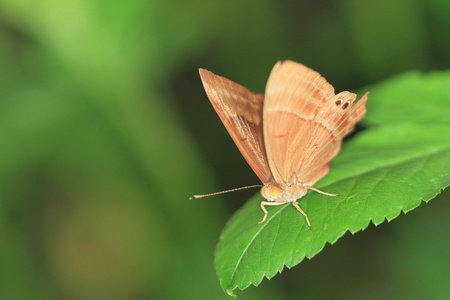 Mothの写真素材