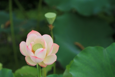 Lotusの写真素材