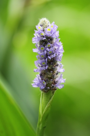 purple flowerの写真素材