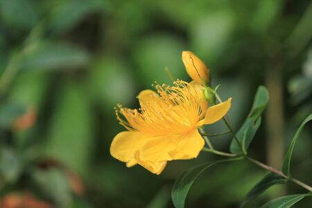 yellow flowerの写真素材