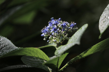 Blue flower