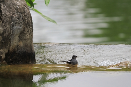 bird bathingの写真素材