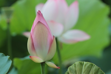Lotusの写真素材