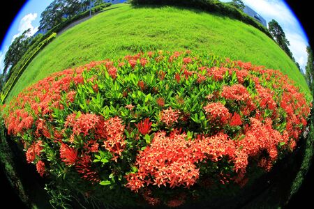 red flowerの写真素材