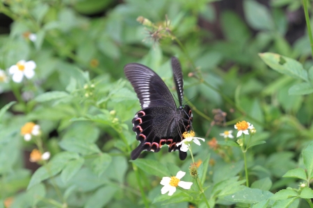 Papilio bianor butterflyの写真素材