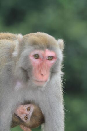Monkeyの写真素材