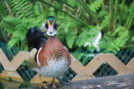 Wood Duckの写真素材