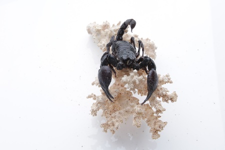 Scorpioの写真素材