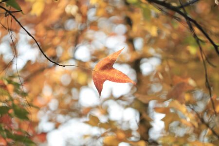 Red Autumn Leaves 
