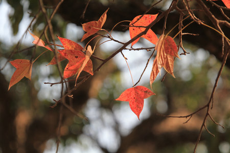 red leaf
