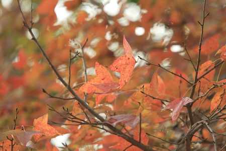 red leafの写真素材