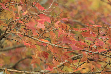 red leaf