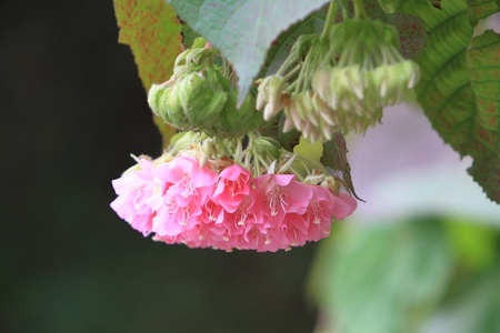 flowerの写真素材