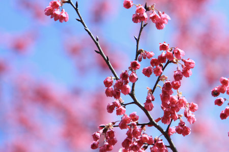 Sakura