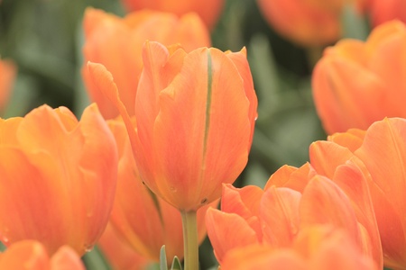 Tulipの写真素材