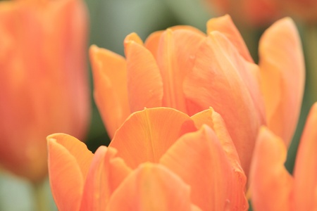 Tulipの写真素材