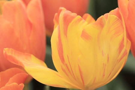 Tulipの写真素材