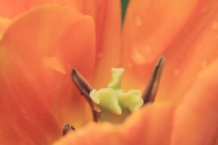 Tulipの写真素材
