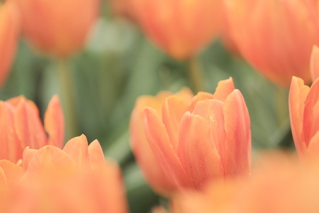 Tulipの写真素材