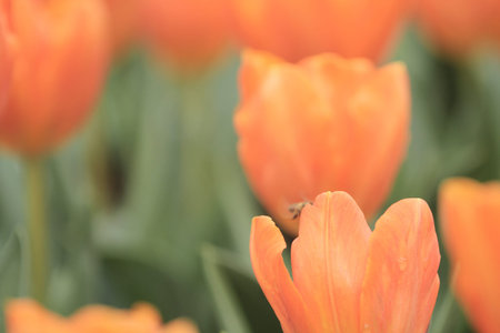 Tulip
