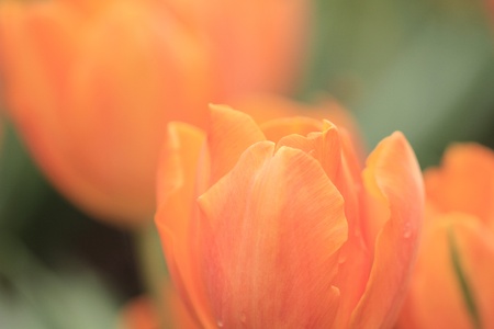 Tulipの写真素材