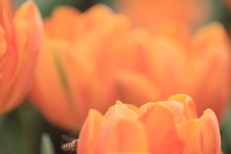 Tulipの写真素材