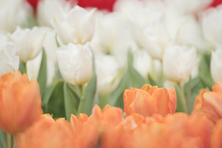 Tulipの写真素材