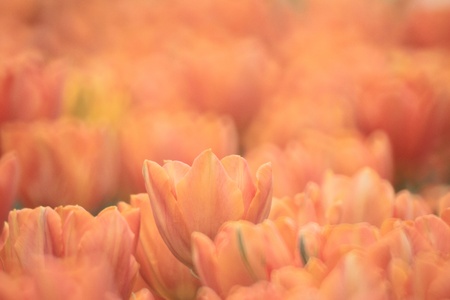 Tulipの写真素材