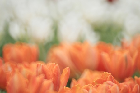 Tulipの写真素材