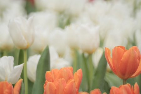 Tulipの写真素材