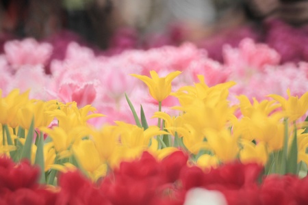 Tulipの写真素材