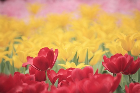 Tulipの写真素材